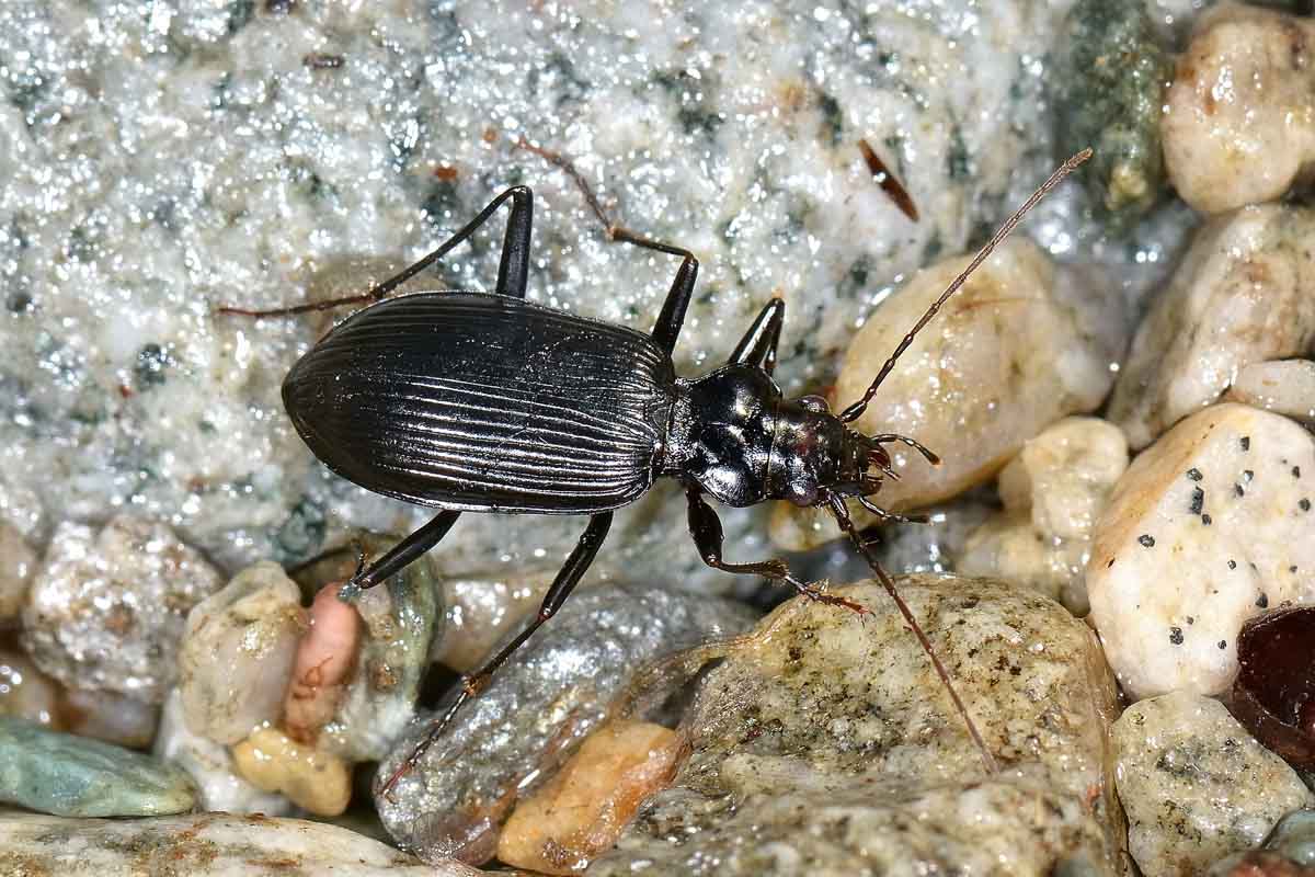 Nebria jockischii  (Carabidae)